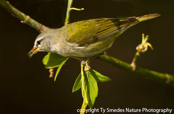 Tennessee Warbler - female, with insect