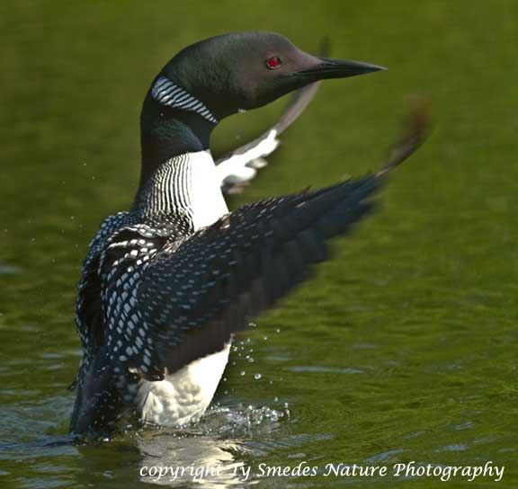 Common Loon stretching and flapping his wings