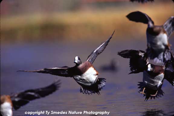 American Widgeon Flock Landing