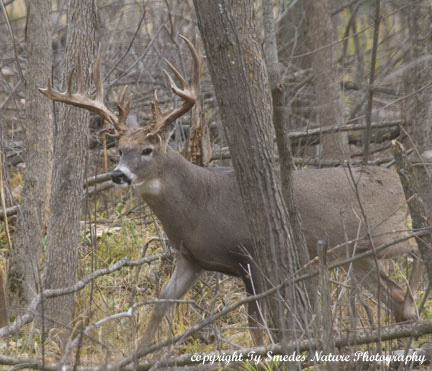 Whitetail Buck, just prior to the Rut