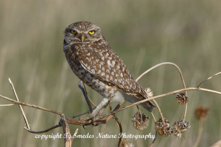 Burrowing Owl near nest burrow