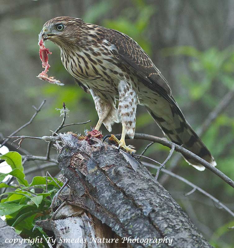 Immature Cooper's Hawk consuming  a Mourning Dove