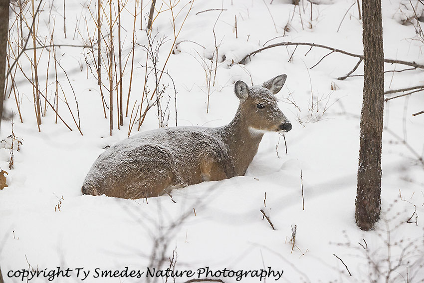 Whitetail Deer Beded During Snow Storm