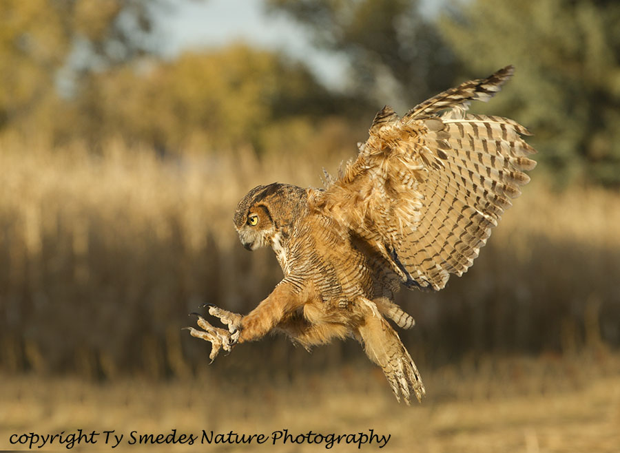 Great-horned Owl diving at Prey