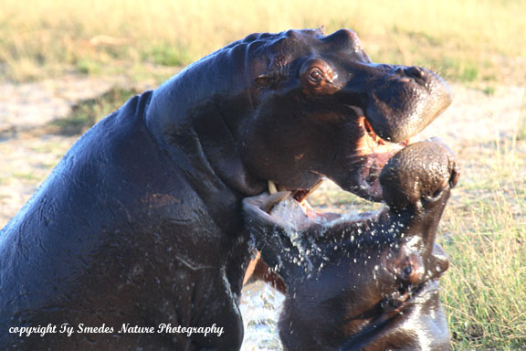 Hippo fight along Chobe River backwater, Botswana