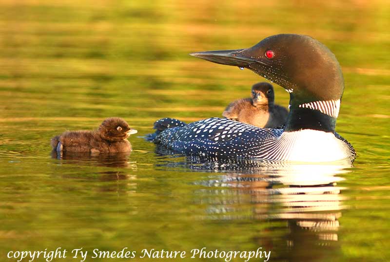 Female Common Loon with two youngsters