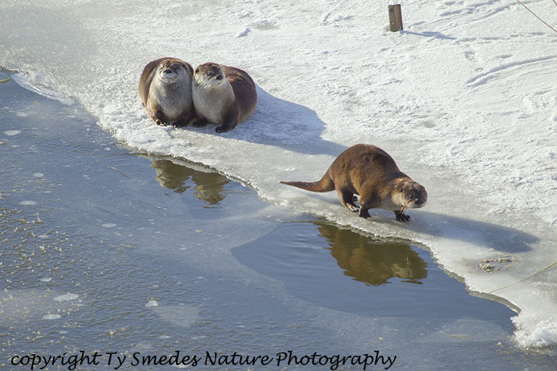 River Otters on the Ice