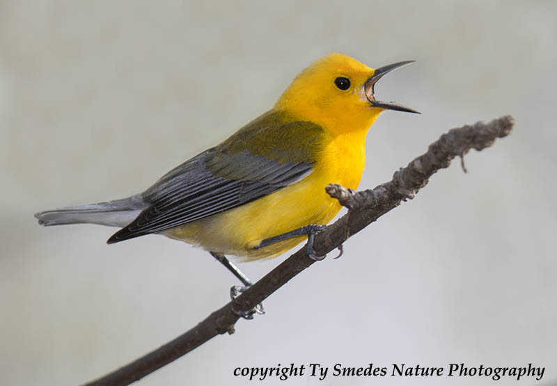 A singing male Prothonotary Warble