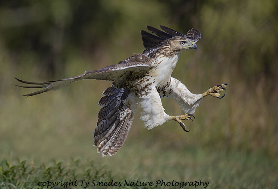 Redtail Hawk Stooping toward prey