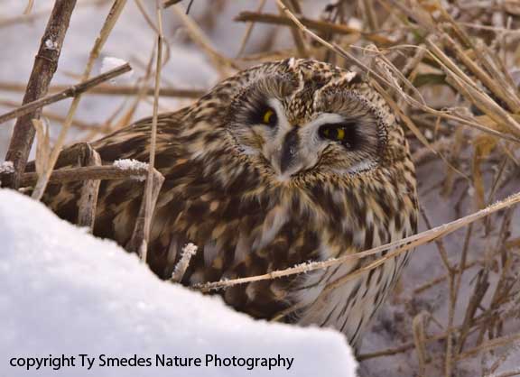 Short-eared Owl in snow