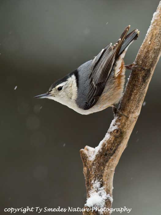 White-breasted Nuthatch in Snow-storm