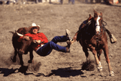 Bulldogging at Iowa's Dayton Rodeo
