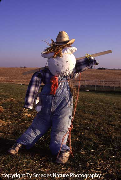Scarecrow