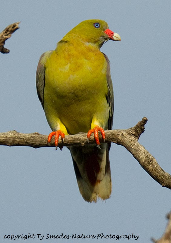 Green Pigeon, Botswana