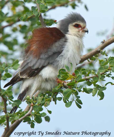 Male Pygmy Falcon, Serengeti National Park, Tanzania