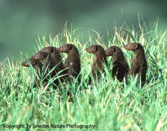 Dwarf Mongoose Family in Tanzania