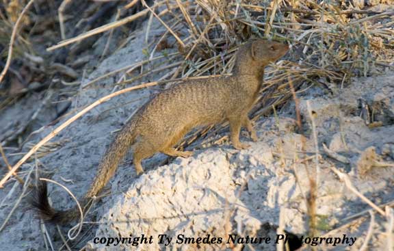 Slender Mongoose, Chobe National Park, Botswana