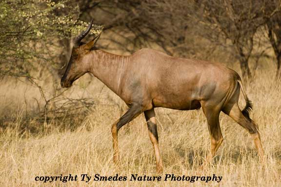 Tssebbe, Chobe National Park, Botswana