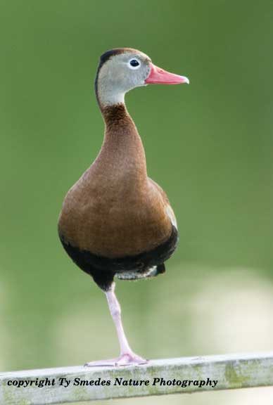 Black-bellied Whistling Duck