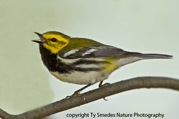 Singing male Black-throated Green Warbler