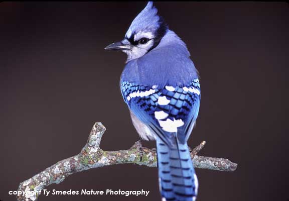 Bluejay