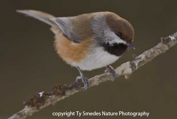 Boreal Chickadee