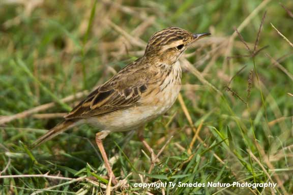 Bush Lark , Amboseli National Park, Kenya