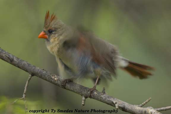Female Cardinal, fluffing her feathers