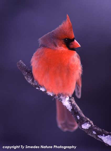 Male Cardinal