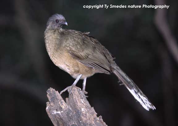 Chachalaca