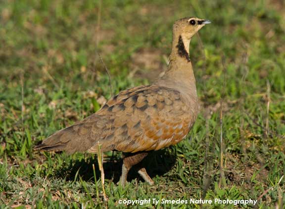 Chestnut-bellied Sandgrouse in Tanzania