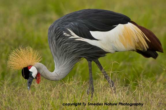 African Grey Crowned Crane, Amboseli National Park, Kenya