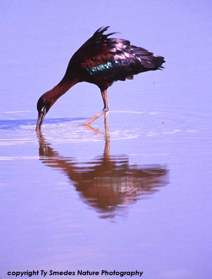Glossy Ibis, Ngorongoro Crater, Tanzania