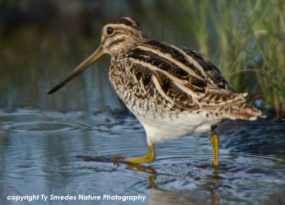 Great Snipe, Serengeti National Park, Tanzania