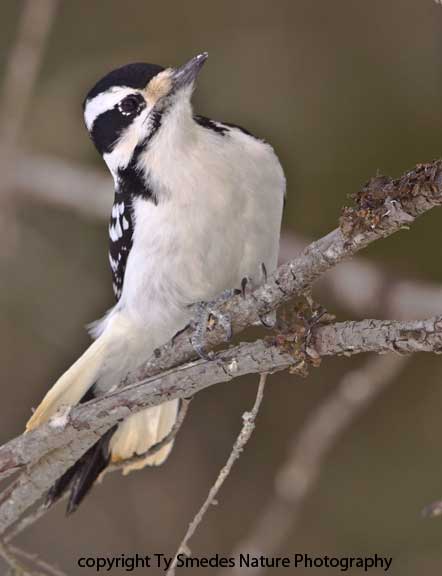 Hairy Woodpecker