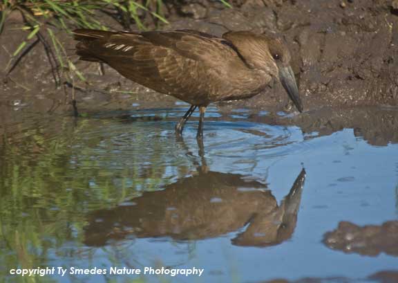 Hamerkop in Tarangire National Park, Tanzania