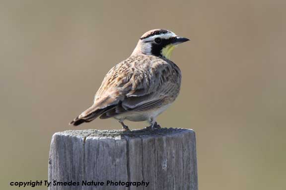 Horned Lark on fence post