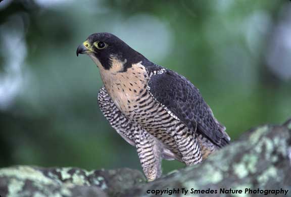 Peregrine Falcon