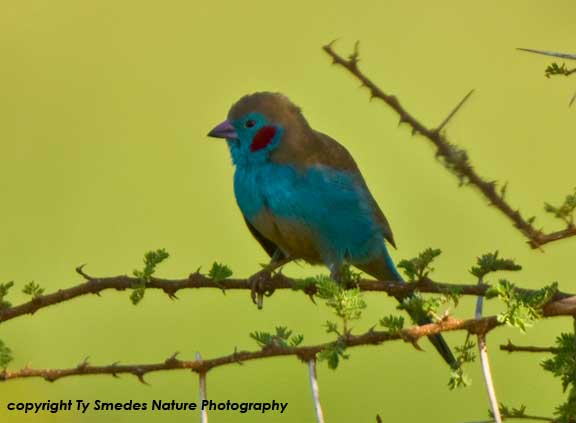Red-cheeked Cordon-Bleu, Serengeti National Park, Tanzania