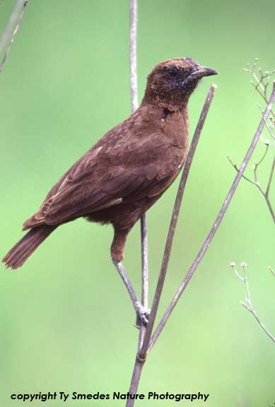 Sooty Chat, Ngorongoro Crater, Tanzania