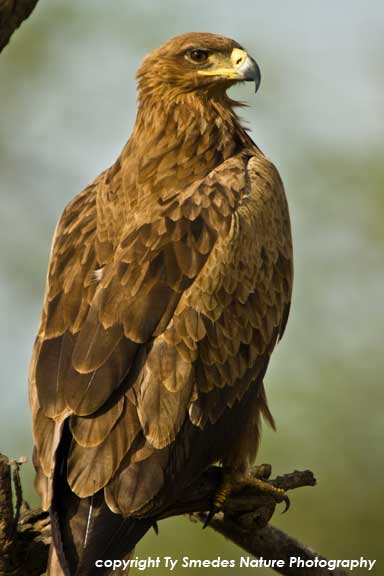Tawny Eagle, Serengeti National Park, Tanzania