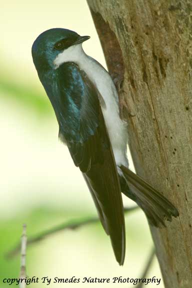 Tree Swallow at cavity nest