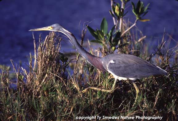 Tricolored Heron