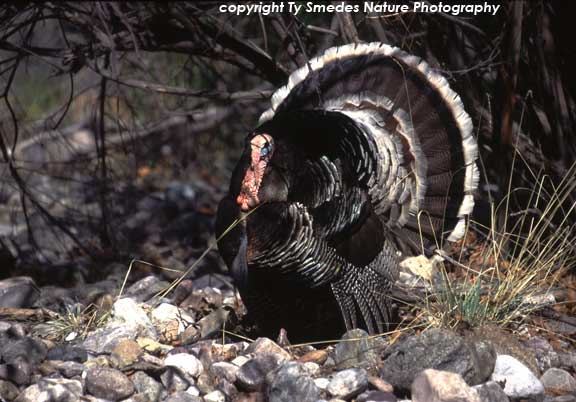 Wild Turkey