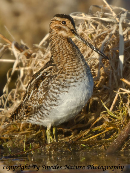 Wilson's Snipe