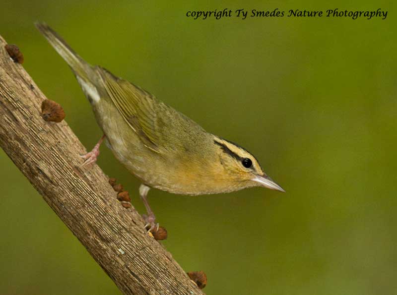 Worm-Eating Warbler
