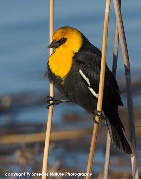 Yellow-Headed Blackbird