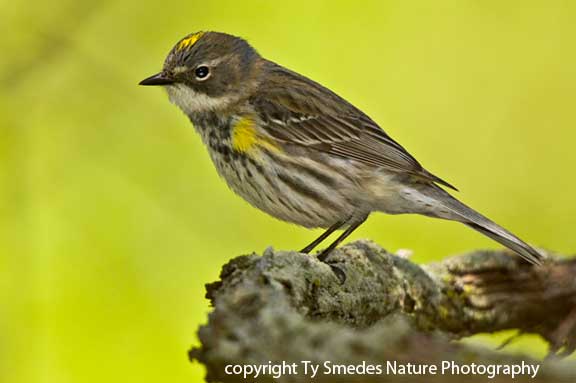 Yellow-rumped Warbler - female