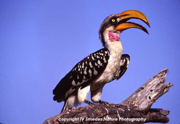 Yellow-billed Hornbill, Samburu National Park, Kenya
