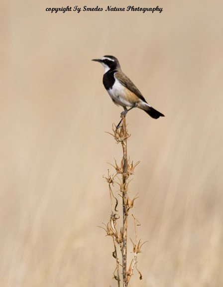 Capped Wheatear, Chobe National Park, Botswana